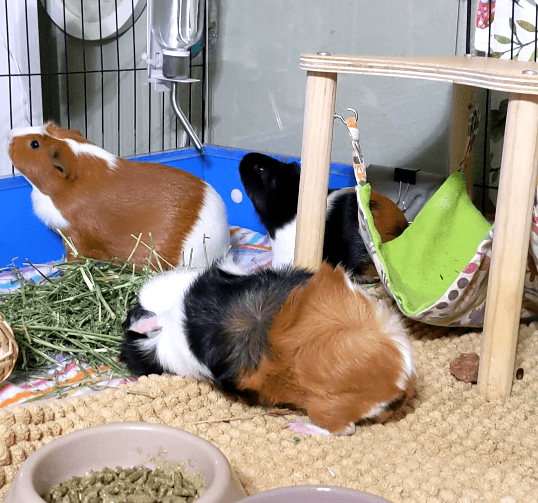 Our three guinea pigs.